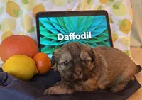 Daffodil, a female Shih Tzu for sale in Alto, MI – 2 of 5