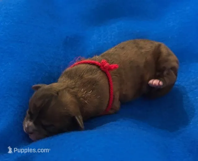 Abraham Lincoln – Shih Tzu puppy for sale in Alto, MI