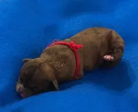 Abraham Lincoln, a male Shih Tzu for sale in Alto, MI – Photo 1 of 2