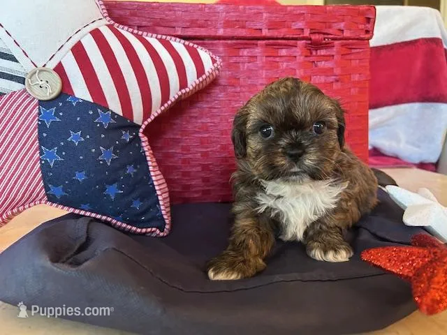 Abraham Lincoln – Shih Tzu puppy for sale in Alto, MI