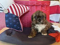 Abraham Lincoln, a male Shih Tzu for sale in Alto, MI – 1 of 4