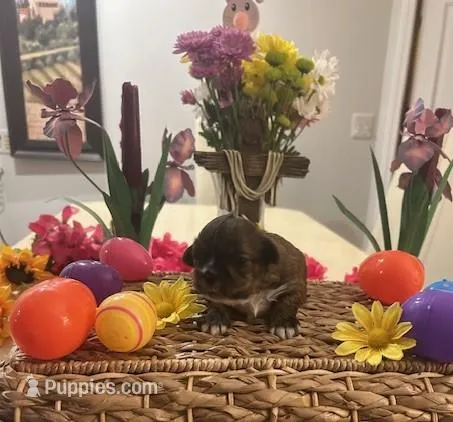 Abraham Lincoln – Shih Tzu puppy for sale in Alto, MI