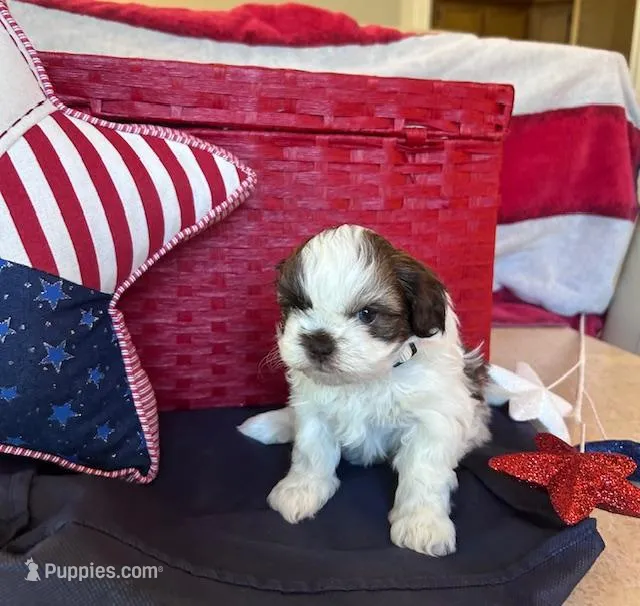 John Kennedy – Shih Tzu puppy for sale in Alto, MI
