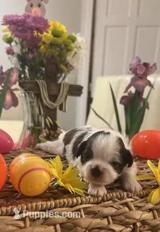 John Kennedy – Shih Tzu puppy for sale in Alto, MI