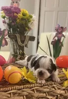 John Kennedy, a male Shih Tzu for sale in Alto, MI – 2 of 4