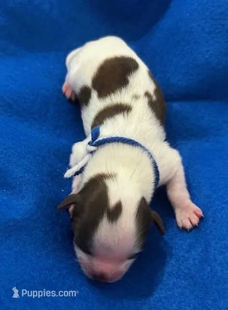 John Kennedy – Shih Tzu puppy for sale in Alto, MI