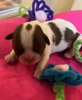 Tulip, a female Shih Tzu for sale in Alto, MI – Photo 1 of 2