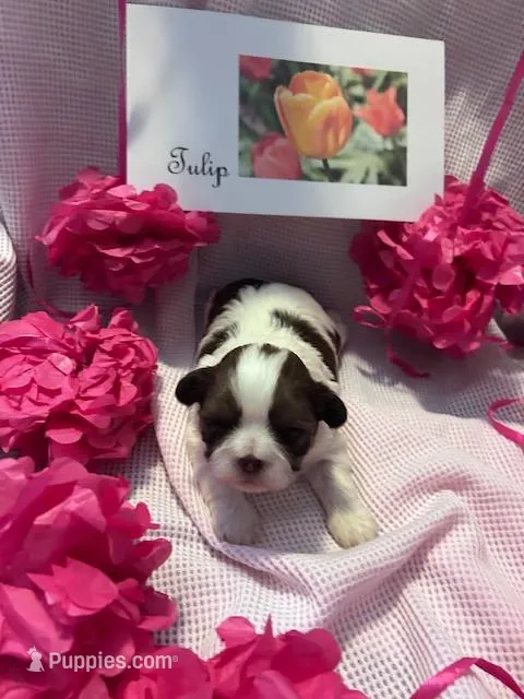 Tulip – Shih Tzu puppy for sale in Alto, MI