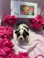 Tulip, a female Shih Tzu for sale in Alto, MI – 1 of 3