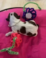 Tulip, a female Shih Tzu for sale in Alto, MI – Photo 2 of 2