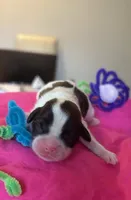 Lilly, a female Shih Tzu for sale in Alto, MI – Photo 2 of 2