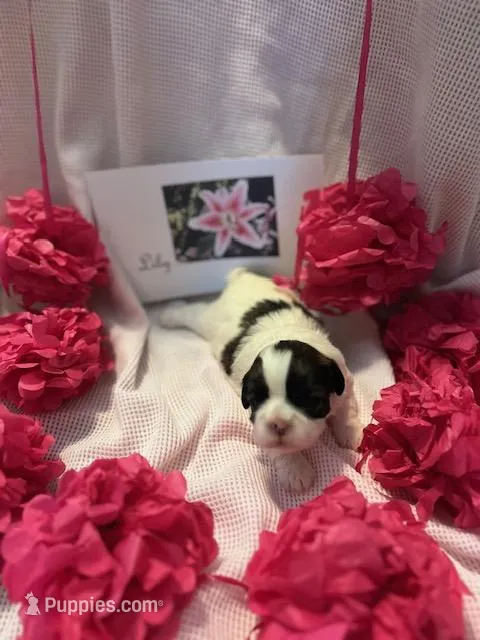 Lilly – Shih Tzu puppy for sale in Alto, MI