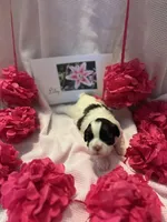 Lilly, a female Shih Tzu for sale in Alto, MI – 2 of 4