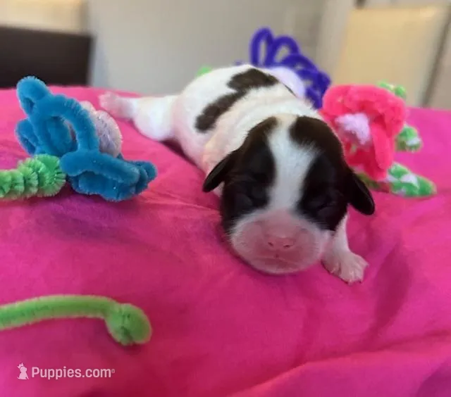 Lilly – Shih Tzu puppy for sale in Alto, MI