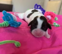 Lilly, a female Shih Tzu for sale in Alto, MI – Photo 1 of 2