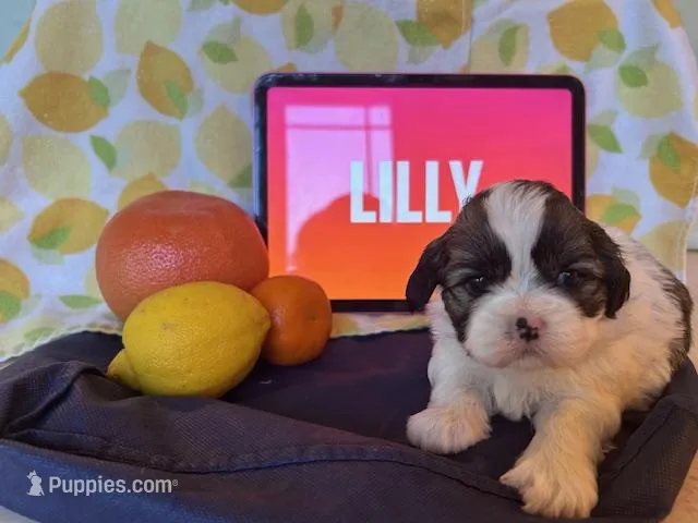 Lilly – Shih Tzu puppy for sale in Alto, MI