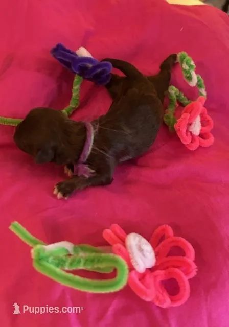 Rose – Shih Tzu puppy for sale in Alto, MI