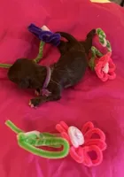 Rose, a female Shih Tzu for sale in Alto, MI – Photo 1 of 2