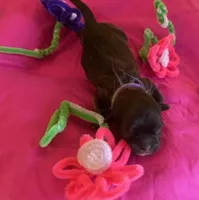 Rose, a female Shih Tzu for sale in Alto, MI – Photo 2 of 2