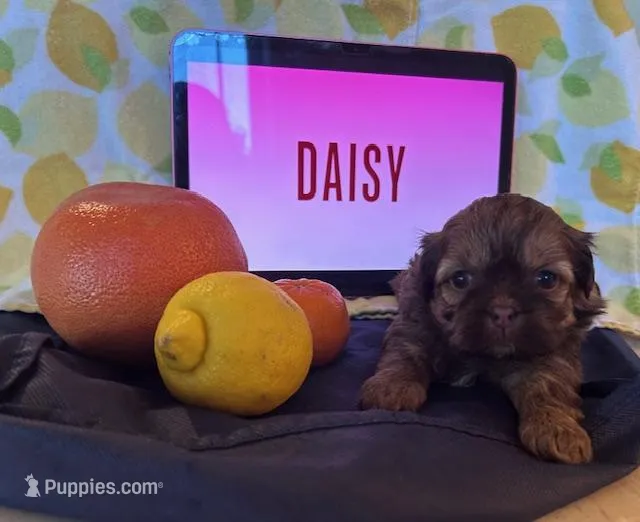Daisy – Shih Tzu puppy for sale in Alto, MI