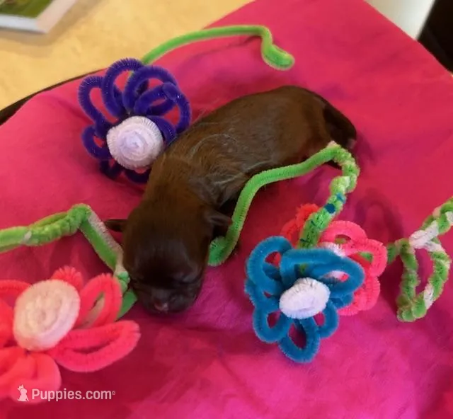 Daisy – Shih Tzu puppy for sale in Alto, MI