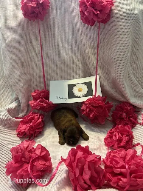 Daisy – Shih Tzu puppy for sale in Alto, MI