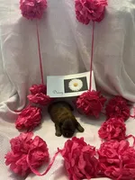 Daisy, a female Shih Tzu for sale in Alto, MI – 3 of 4