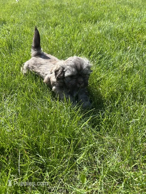 Daffodil – Shih Tzu puppy for sale in Alto, MI