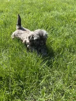 Daffodil, a female Shih Tzu for sale in Alto, MI – 1 of 5