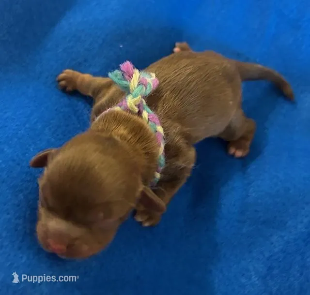 George Washington – Shih Tzu puppy for sale in Alto, MI