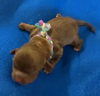 George Washington, a male Shih Tzu for sale in Alto, MI – Photo 1 of 2