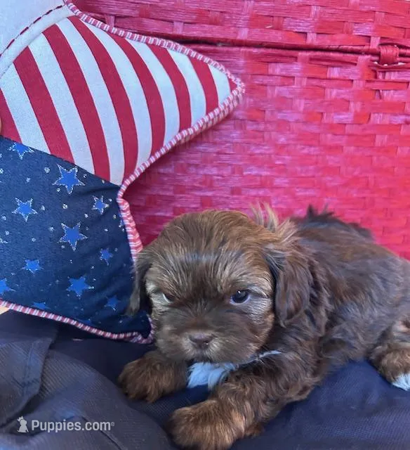 George Washington – Shih Tzu puppy for sale in Alto, MI
