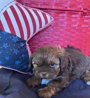 George Washington, a male Shih Tzu for sale in Alto, MI – 1 of 4