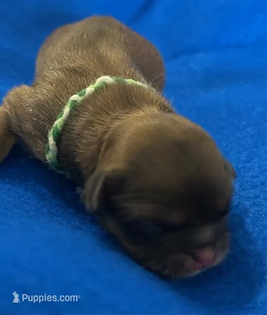 Benjamin Franklin – Shih Tzu puppy for sale in Alto, MI