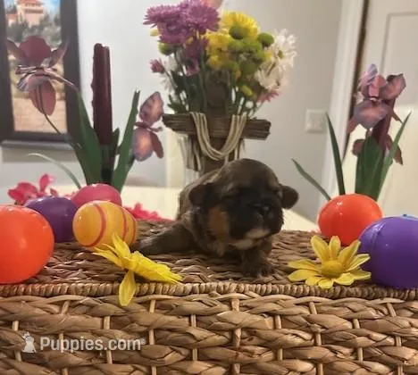 Benjamin Franklin – Shih Tzu puppy for sale in Alto, MI