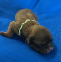 Benjamin Franklin, a male Shih Tzu for sale in Alto, MI – Photo 3 of 3