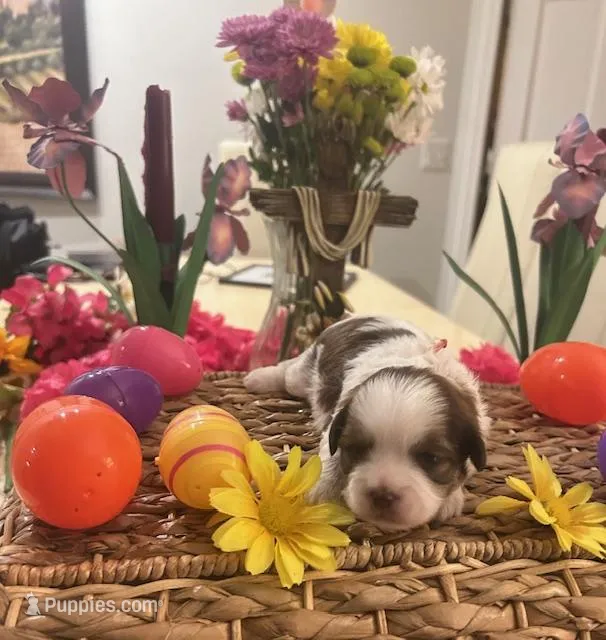 Jackie Kennedy – Shih Tzu puppy for sale in Alto, MI