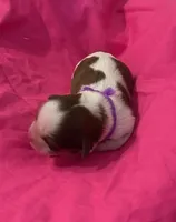 Jackie Kennedy, a female Shih Tzu for sale in Alto, MI – Photo 3 of 3