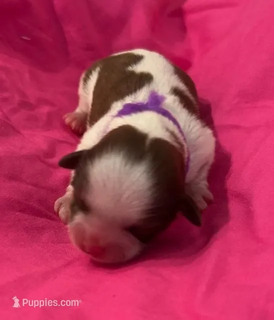 Jackie Kennedy – Shih Tzu puppy for sale in Alto, MI