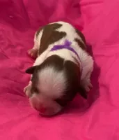 Jackie Kennedy, a female Shih Tzu for sale in Alto, MI – Photo 1 of 3