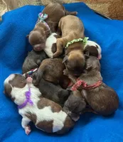 Jackie Kennedy, a female Shih Tzu for sale in Alto, MI – Photo 2 of 3