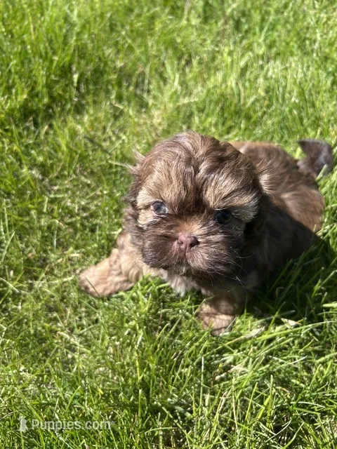Daisy – Shih Tzu puppy for sale in Alto, MI