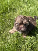 Daisy, a female Shih Tzu for sale in Alto, MI – 1 of 4