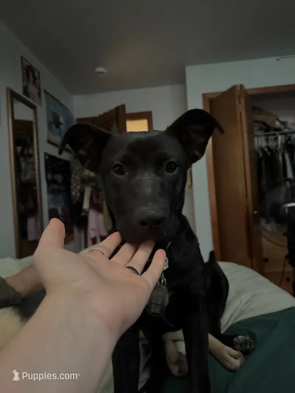 Nymeria – German Shepherd Dog, American Pit Bull Terrier puppy for sale in Maple Valley, WA