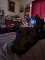 Nymeria, a female German Shepherd Dog and American Pit Bull Terrier for sale in Maple Valley, WA – 7 of 10