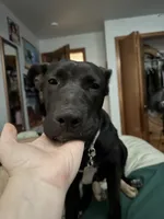 Nymeria, a female German Shepherd Dog and American Pit Bull Terrier for sale in Maple Valley, WA – 3 of 10