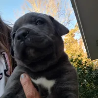 Cubby , a female Cane Corso for sale in Gulf Shores, AL – Photo 2 of 2