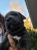 Cub, a female Cane Corso for sale in Gulf Shores, AL – Photo 2 of 2
