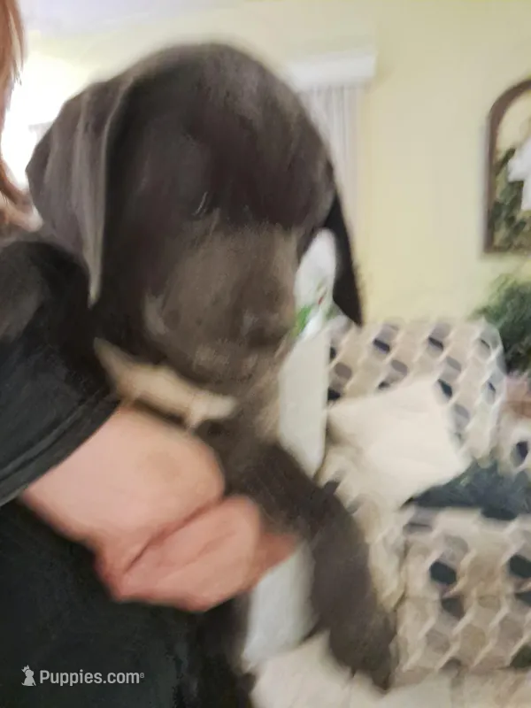 Cubby  – Cane Corso puppy for sale in Gulf Shores, AL