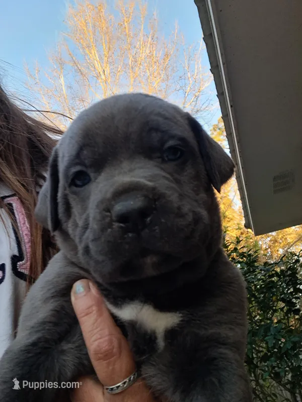 Cub, a female Cane Corso for sale in Gulf Shores, AL – Photo 1 of 2